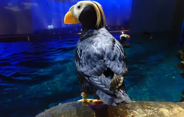 海鸚鵡海生館 門票