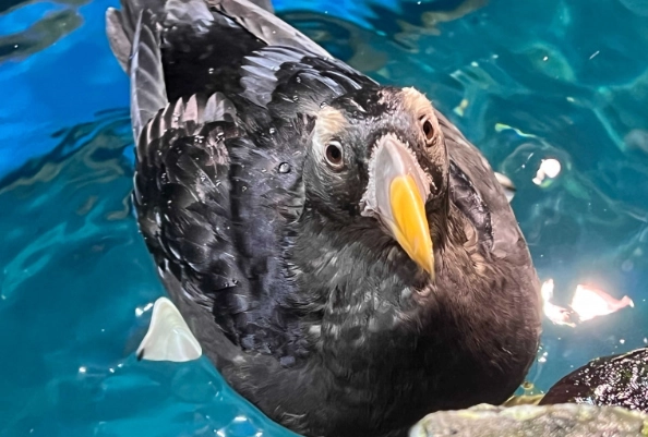 海鸚鵡海生館 展覽