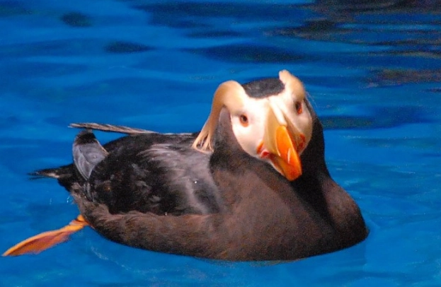 海鸚鵡海生館 門票
