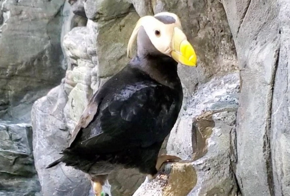 海鸚鵡海生館 交通