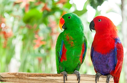 折衷鸚鵡注意事項