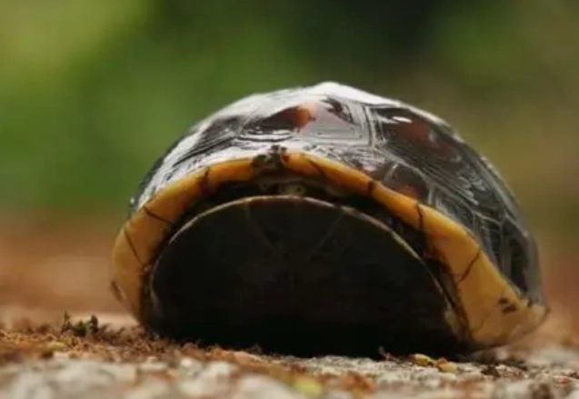 保育類可以養嗎