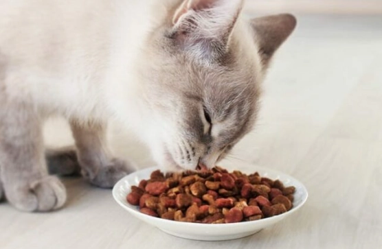 幼貓營養