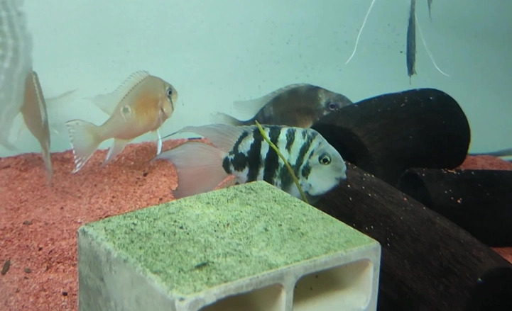 迷你鸚鵡魚打架處理