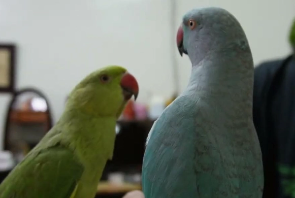 月輪鸚鵡說話能力