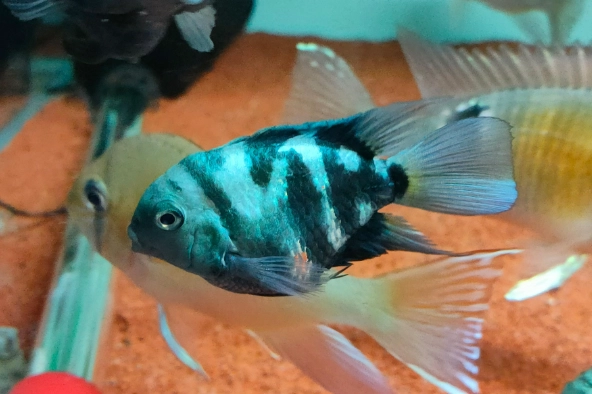 迷你鹦鹉鱼健康