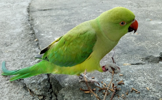 月輪鸚鵡說話能力