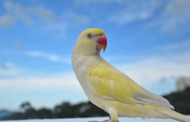 月輪鸚鵡飼養