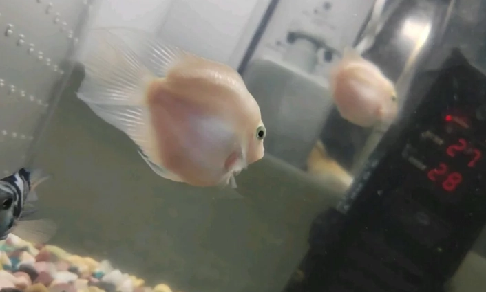 迷你鸚鵡魚打架原因