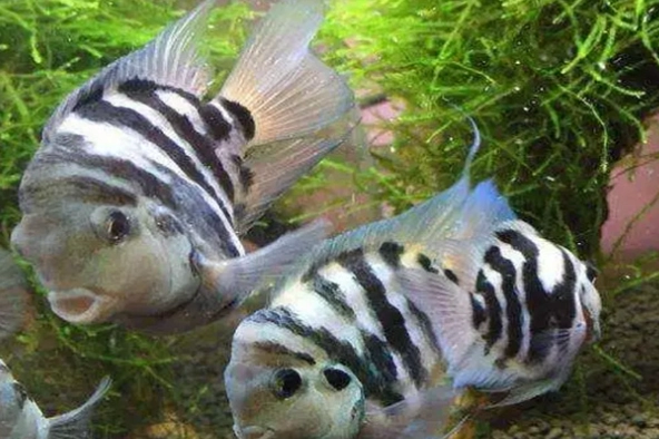 迷你鹦鹉鱼健康