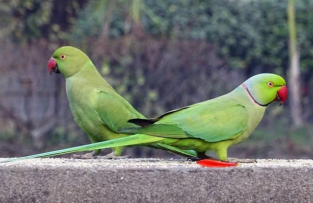 月輪鸚鵡訓練說話