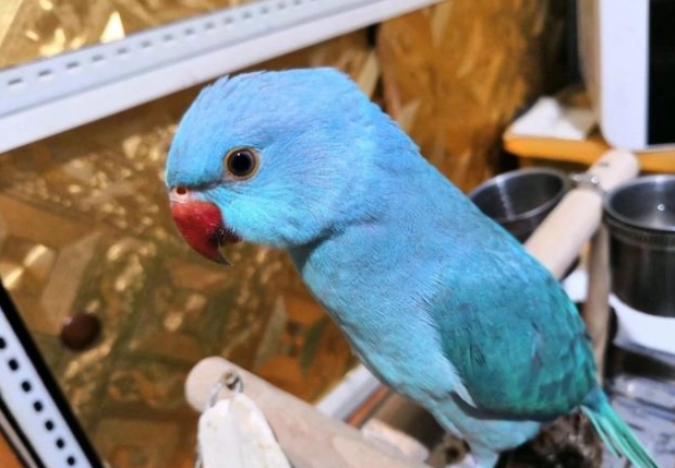 月輪鸚鵡照顧