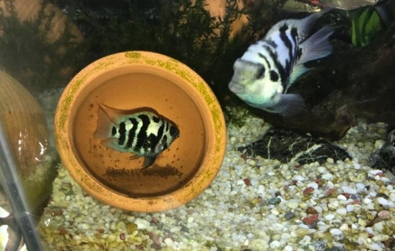 迷你鸚鵡魚飼養衝突