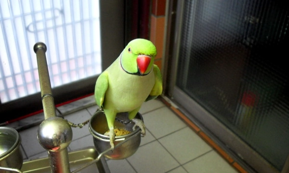 月輪鸚鵡訓練說話