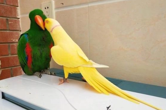 月輪鸚鵡訓練說話