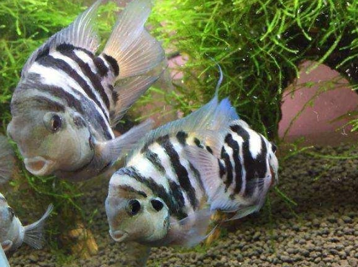 迷你鸚鵡魚飼養衝突