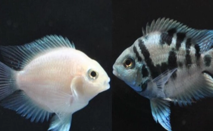 迷你鹦鹉鱼饲养