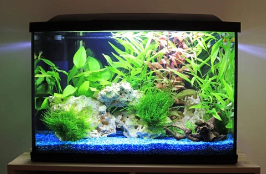 熱帶魚缸魚類推薦