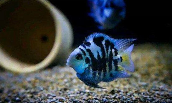 迷你鸚鵡魚打架處理