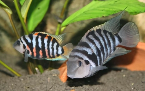 迷你鹦鹉鱼健康