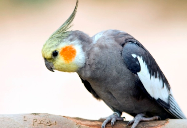 玄鳳性別 玄鳳性別