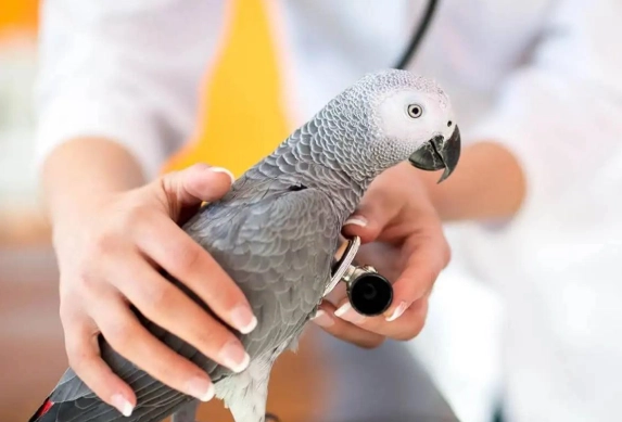 鸚鵡行為問題