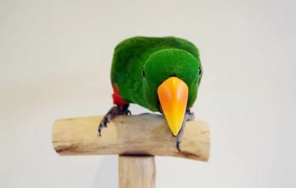 教折衷鸚鵡說話