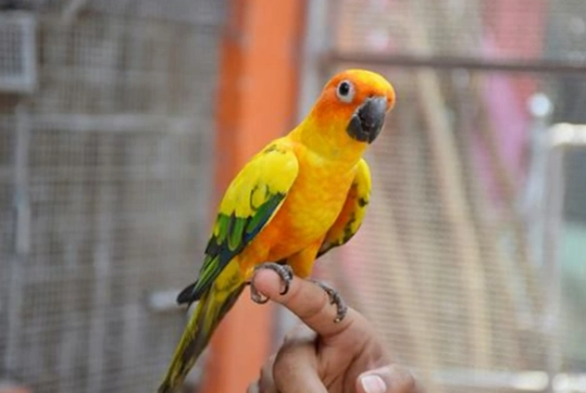 第一次養鳥注意事項