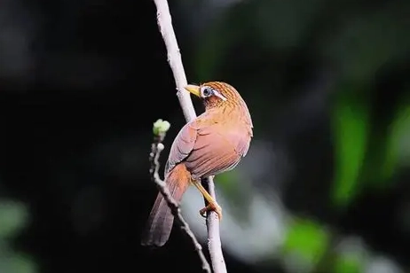 鳥類飼養注意事項