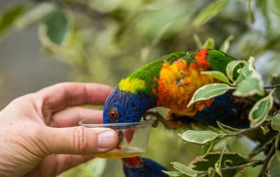 寵物鳥咬人處理