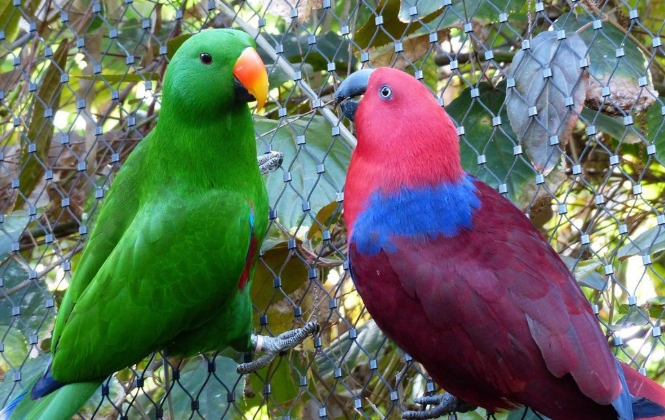 折衷鸚鵡食物清單