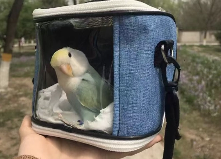 小型寵物鳥推薦