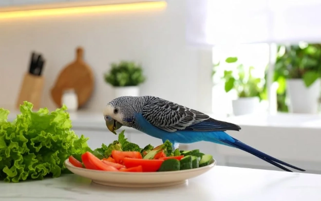 小太陽鸚鵡食物