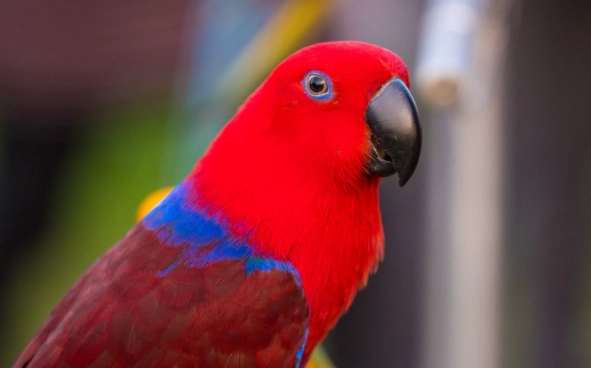 折衷鸚鵡公母說話差異