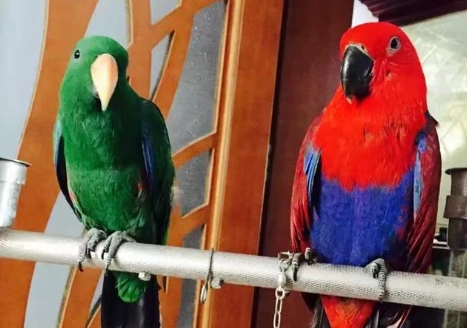 鸚鵡餵食注意事項