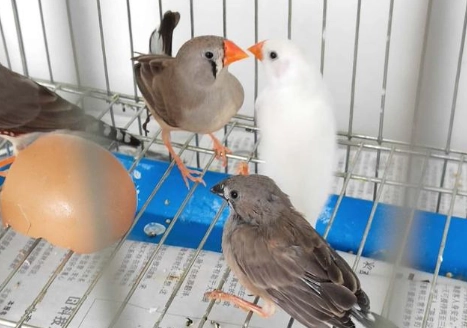 適合新手的鳥種