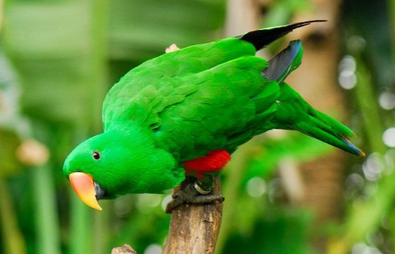 折衷鸚鵡食物清單