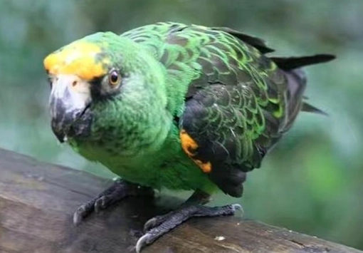 賈丁氏鸚鵡飼養