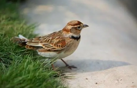 寵物鳥健康管理