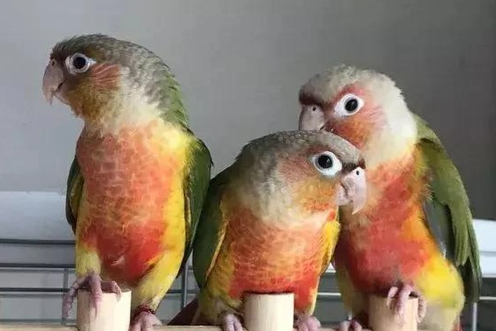 適合新手的鳥種