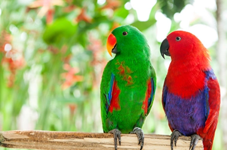 小型寵物鳥飼養