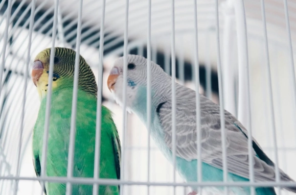 第一次養鳥注意事項