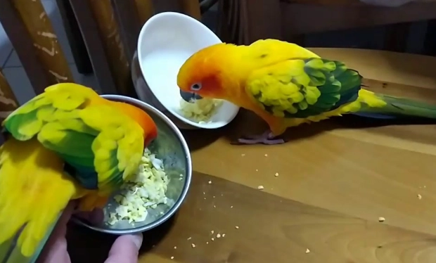 小太陽鸚鵡飲食