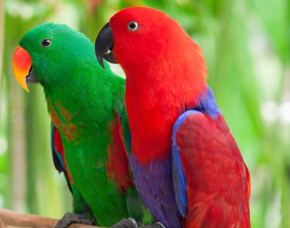 折衷鸚鵡健康照護