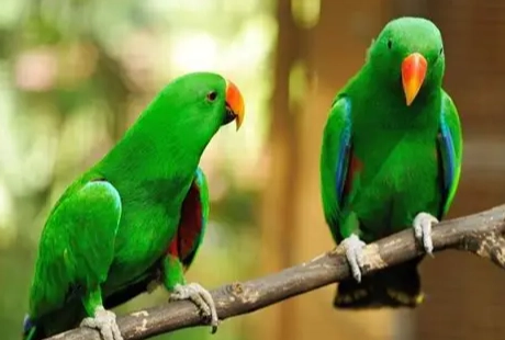 教折衷鸚鵡說話