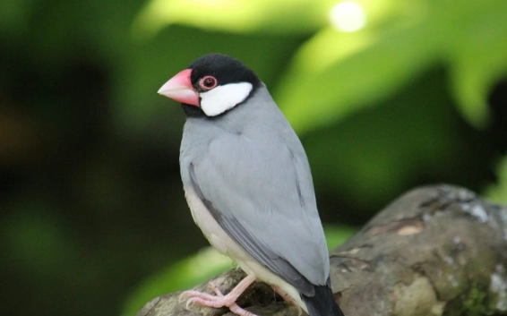 第一次養鳥注意事項