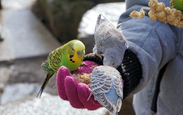 鸚鵡咬人怎麼辦
