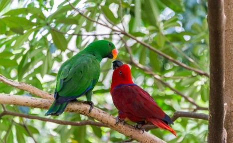 折衷鸚鵡健康照護