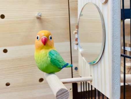 小型寵物鳥飼養