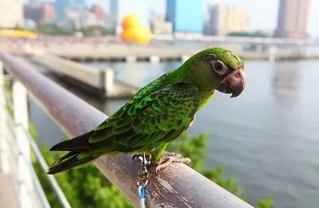 賈丁氏鸚鵡飼養